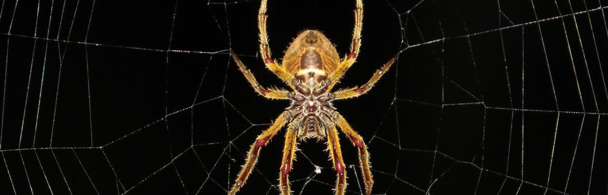 Spider