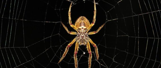 Spider